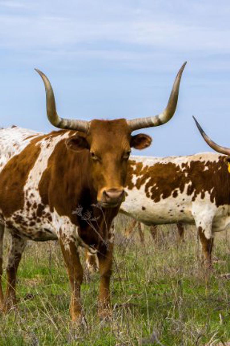 a group of cows in a field