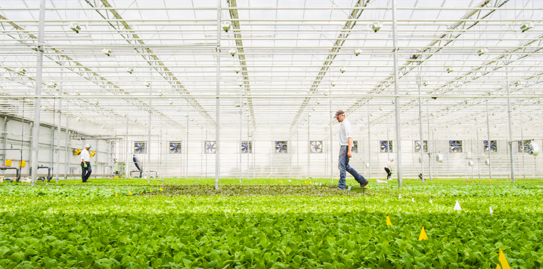 Cleantech - Brightfarms employee