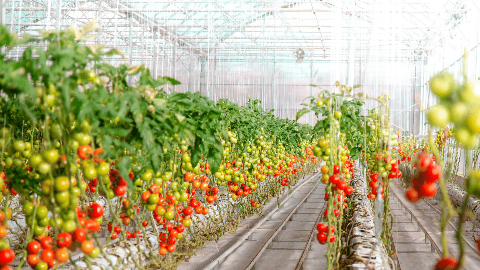 Cox farms tomatoes growing on vine