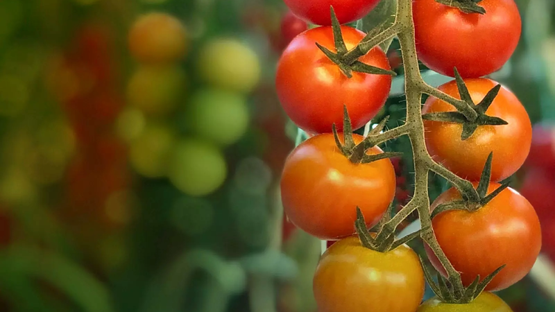 a group of tomatoes on a vine