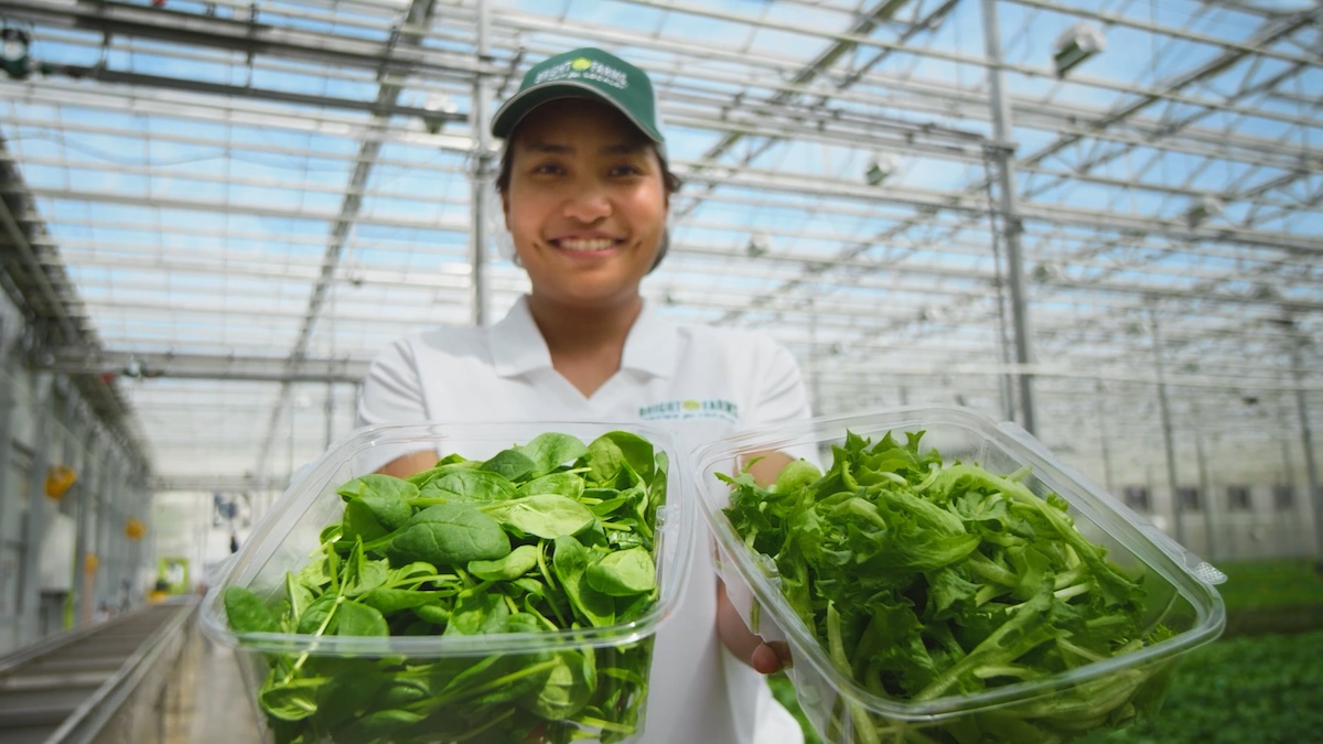 cox farms employee holding lettuce