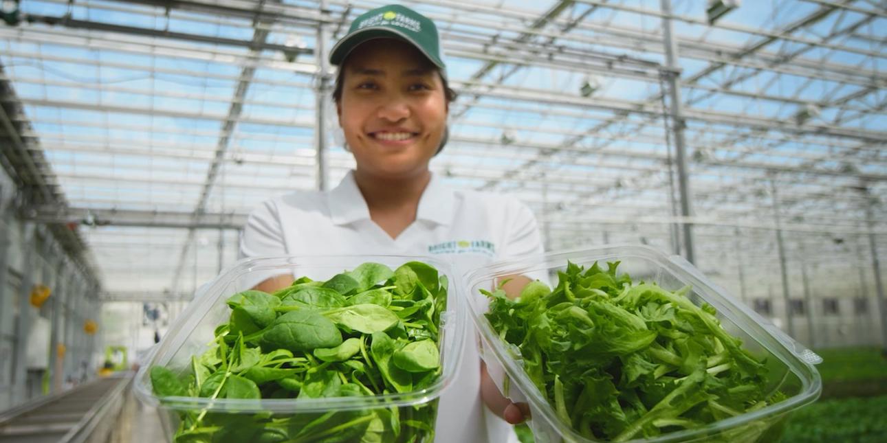 cox farms employee holding lettuce