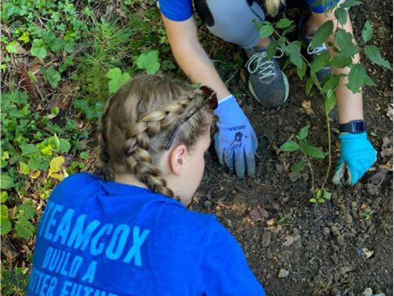Cox Volunteers gardening