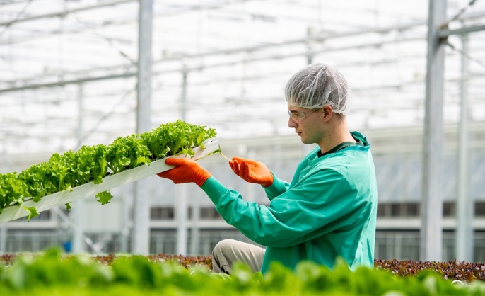 Cox farms employee holding a tray of lettuce
