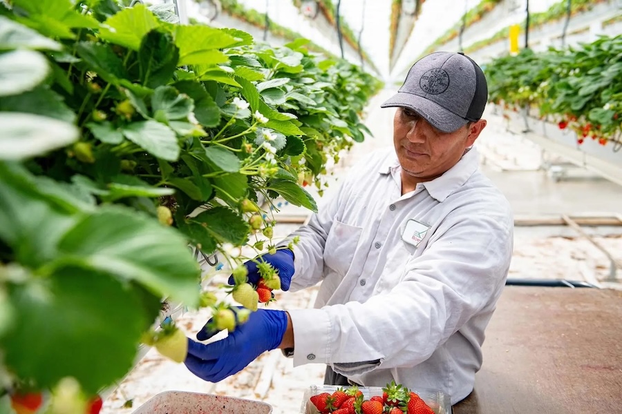 a person in a white shirt and black hat working in a greenhouse
