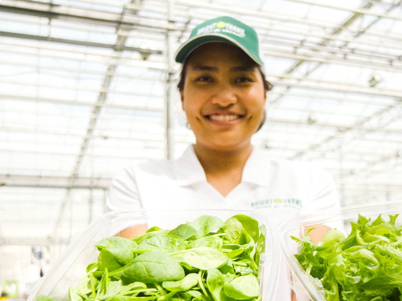 Brightfarms employee holding lettuce