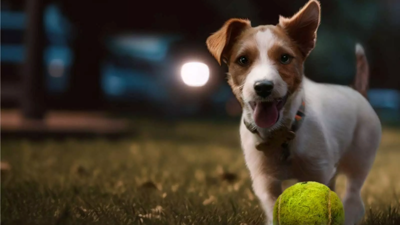 a dog standing next to a tennis ball