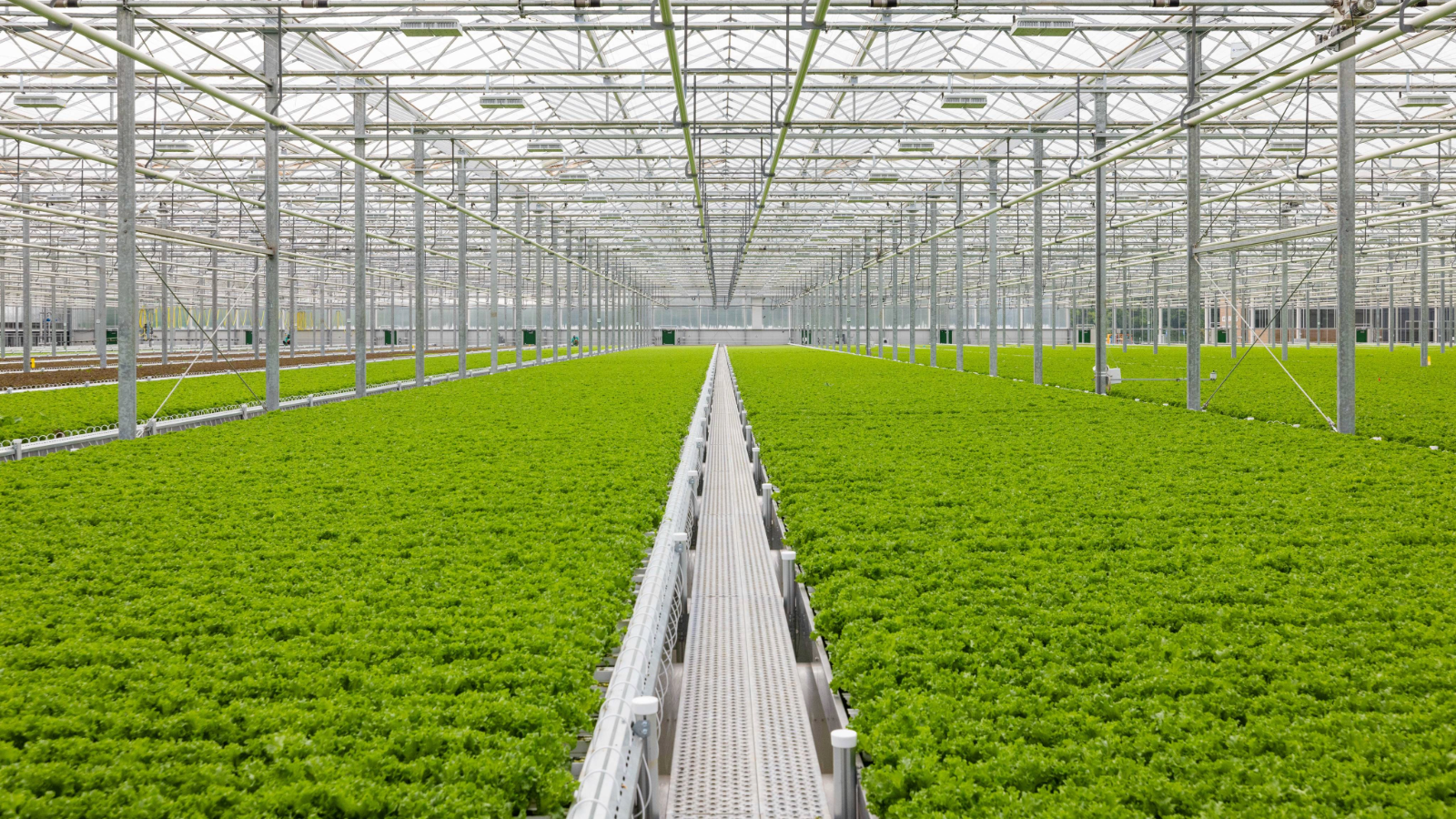 a green plants growing inside a greenhouse
