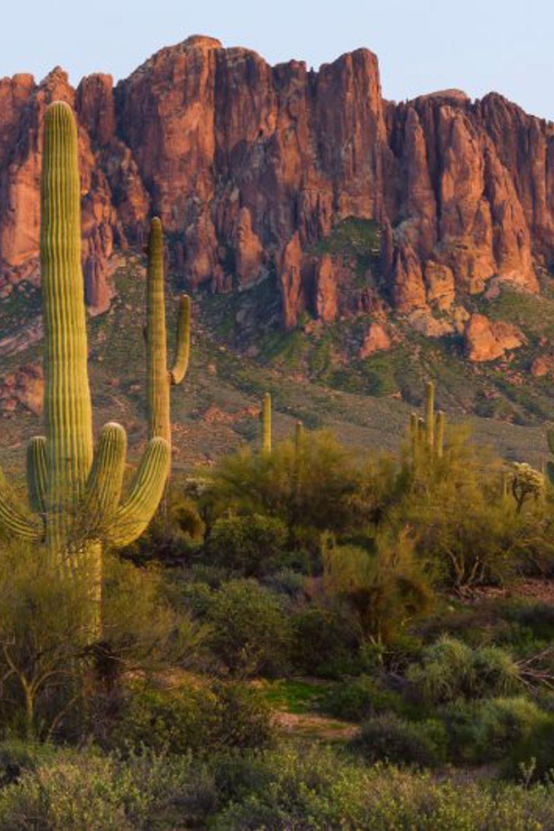 a cactus in a desert with Lost Dutchman State Park in the background