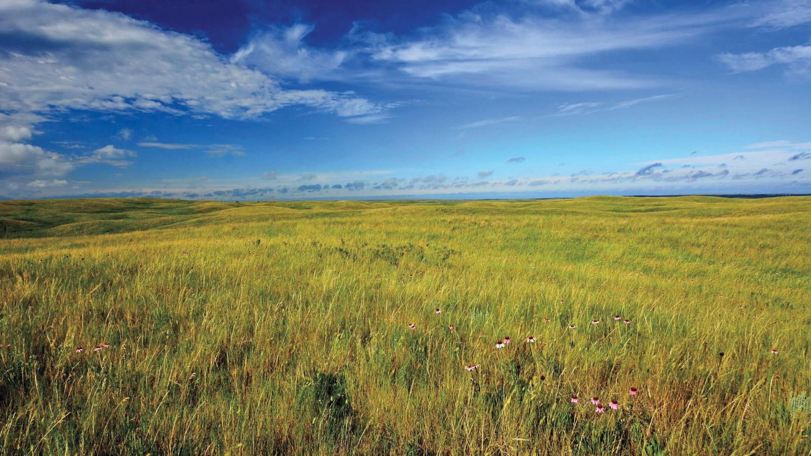 Cox protecting the environment - a field of grass and flowers