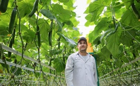 Mucci farms employee standing in a greenhouse