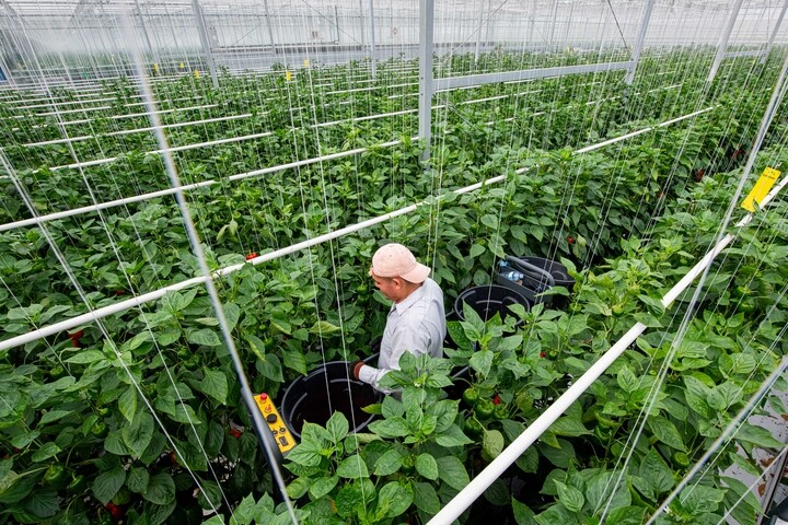 a person in a greenhouse