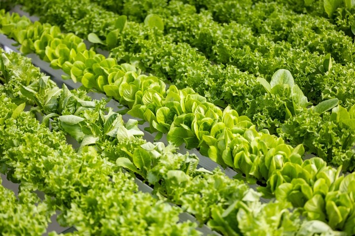 a row of green plants
