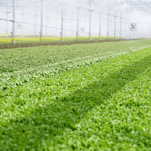Careers Site Cox Farms Page (1)